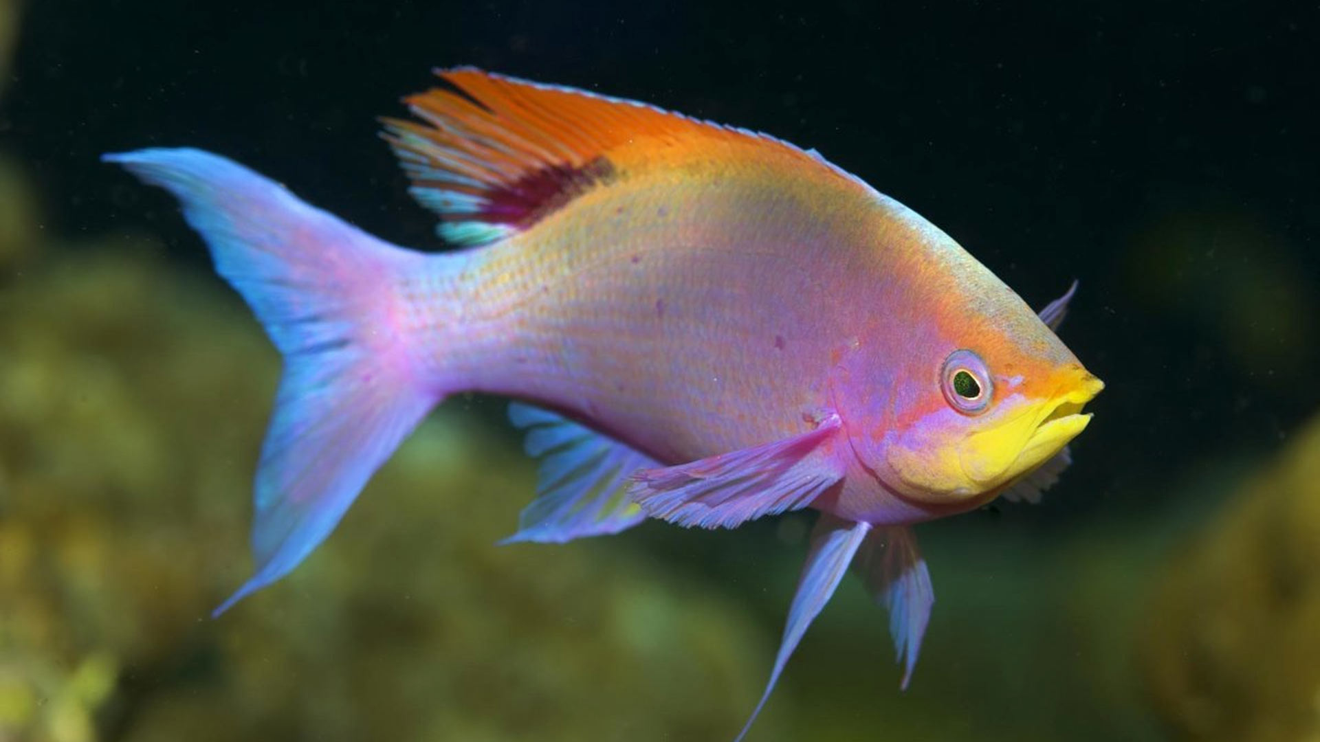 Рыба Fish